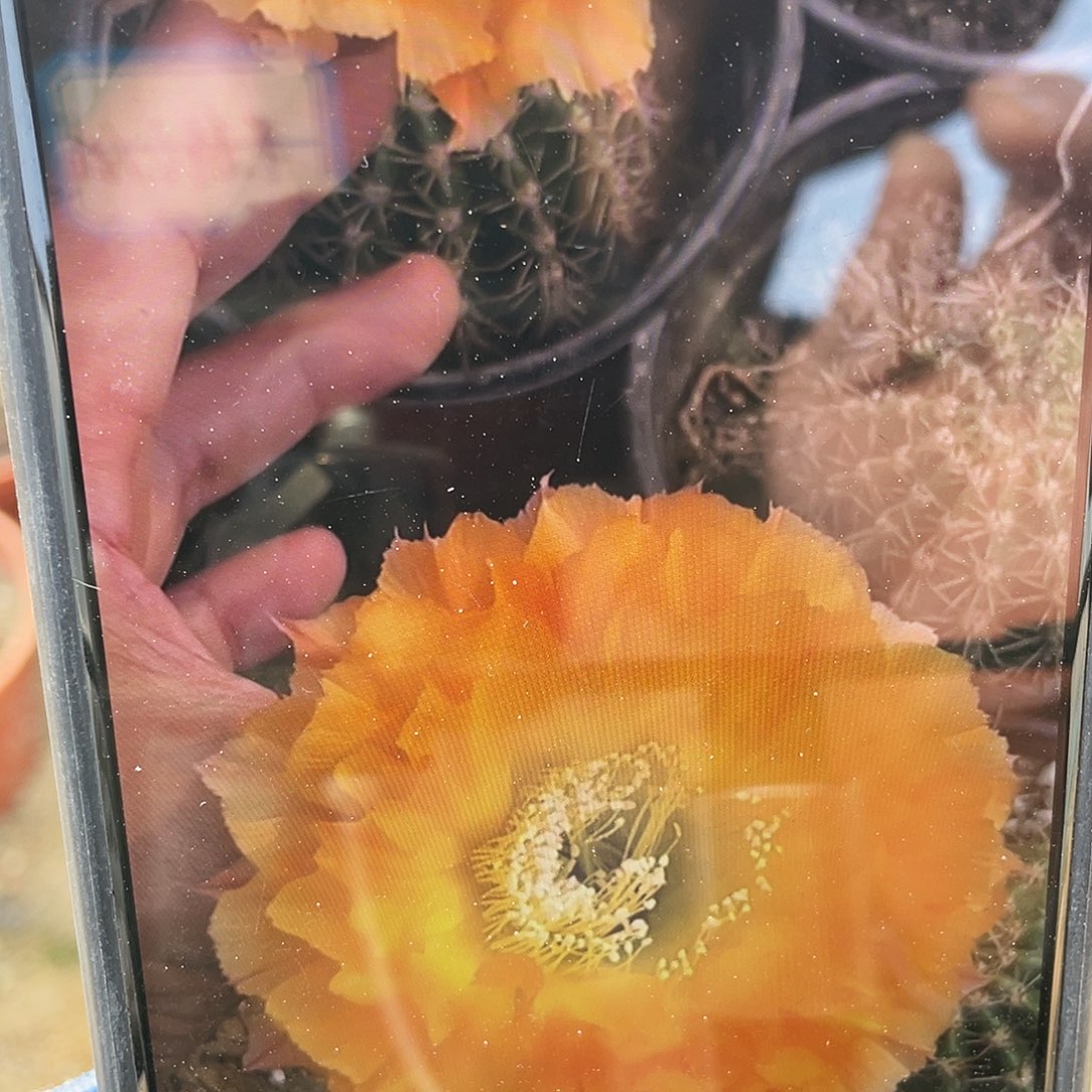 069自根球6公分左右满18包邮