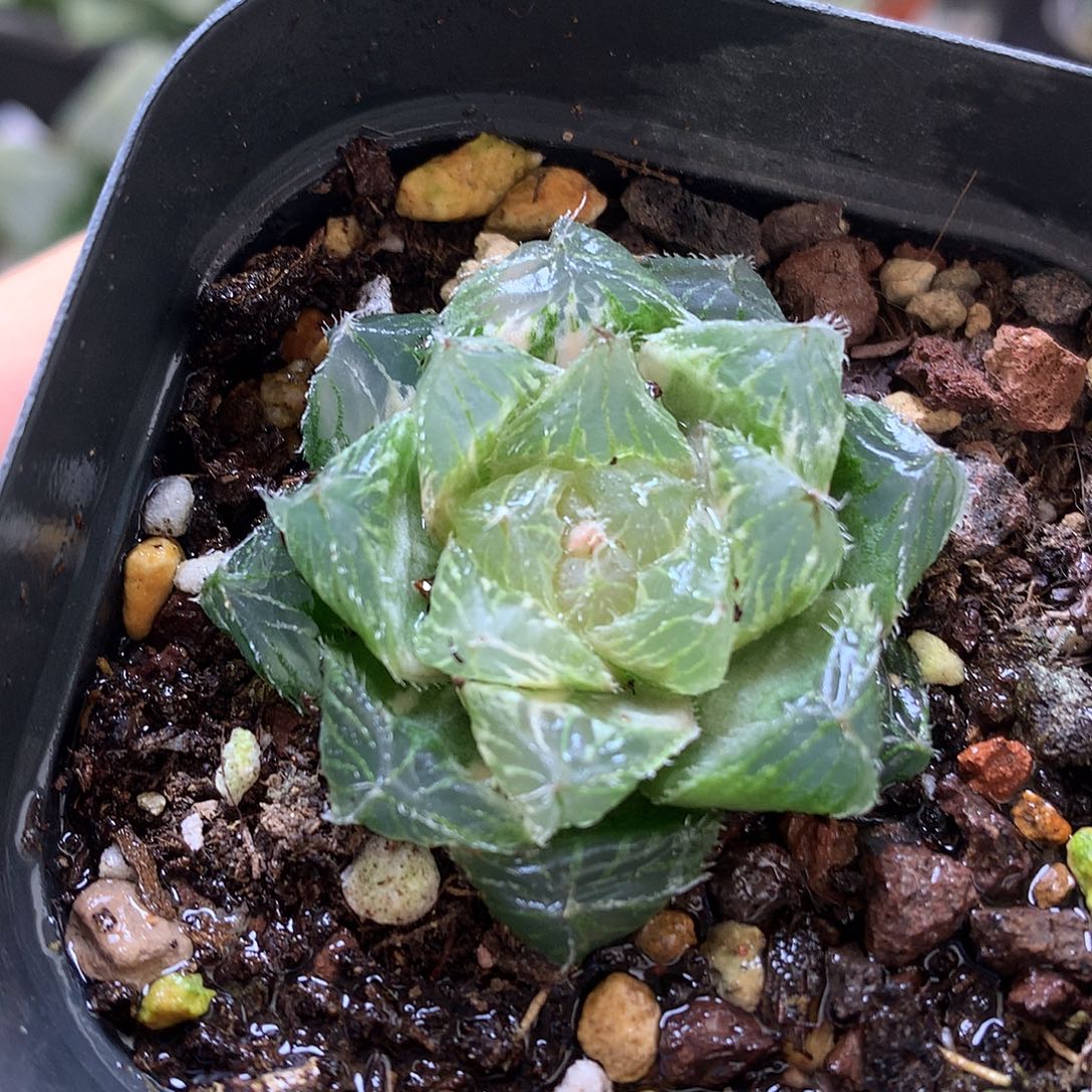 巨大化玉露锦带盆土发货tzw