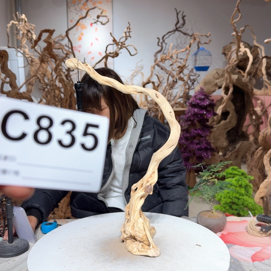 风车木（黑檀木）北****度