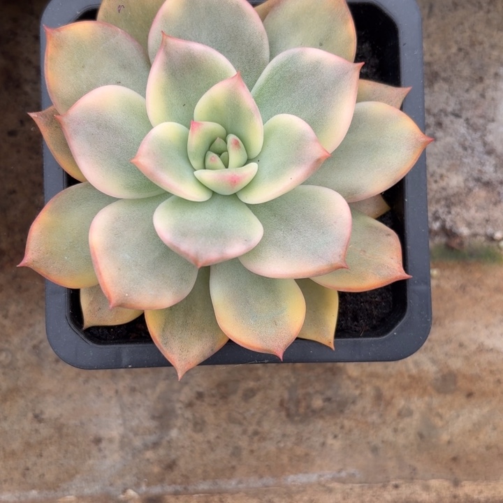 卡梅拉一物一拍好看