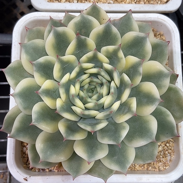 艾丽卡锦多肉植物