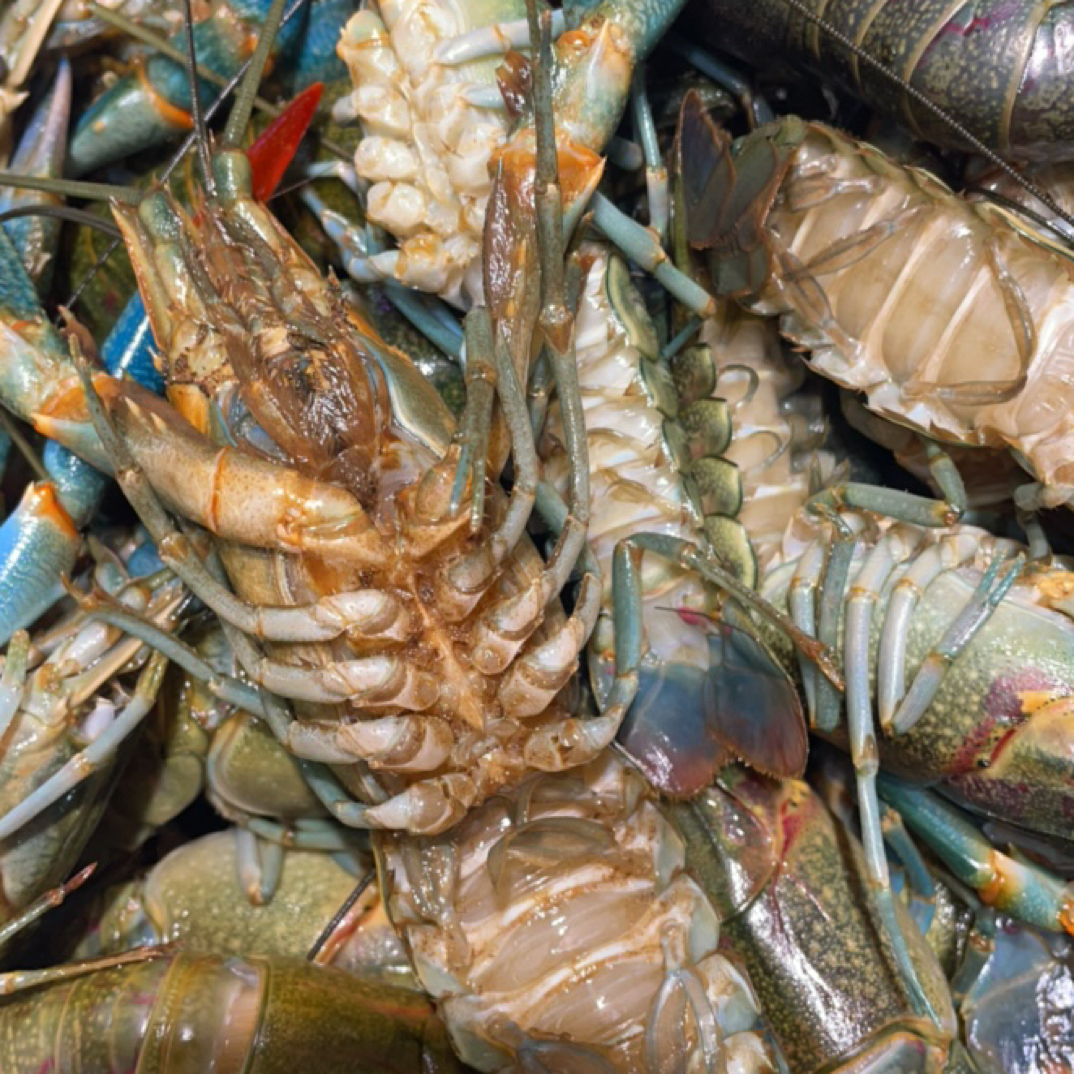 淡水小蓝龙5个左右一斤起包邮