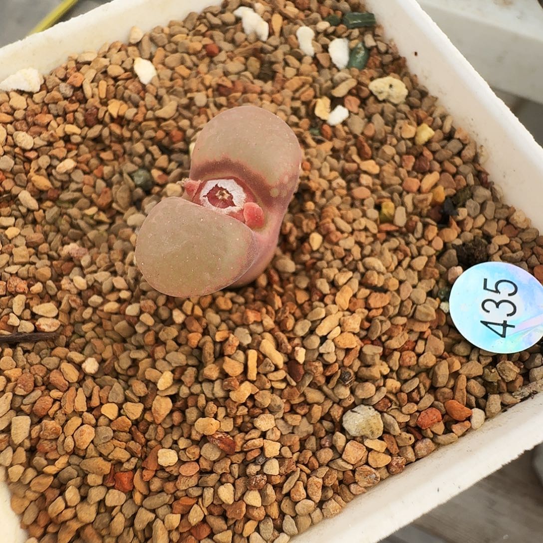 凯***呢多肉植物福利风铃435