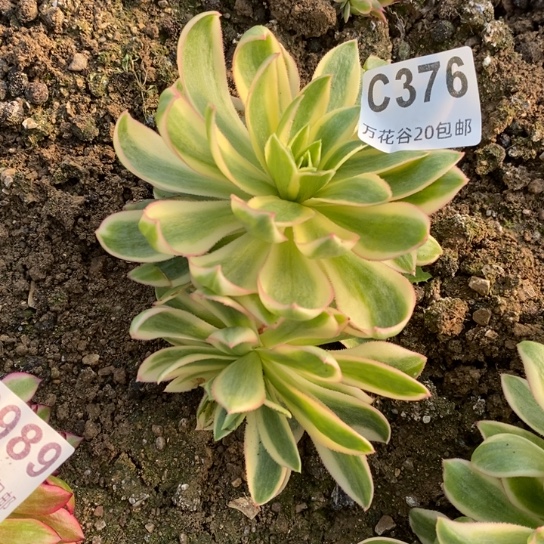 376青莲多肉植物