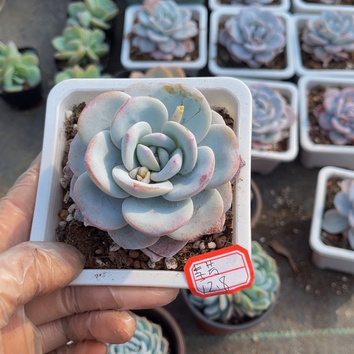 李*雪茶单头一颗