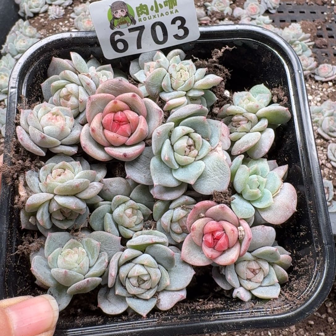 皮***侠多肉植物多肉植物