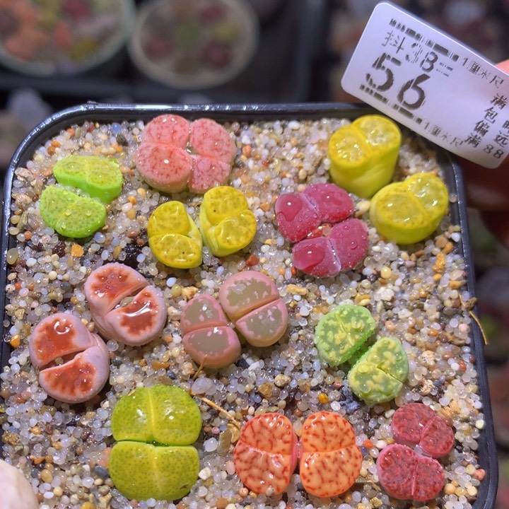 精品生石花多肉38.56
