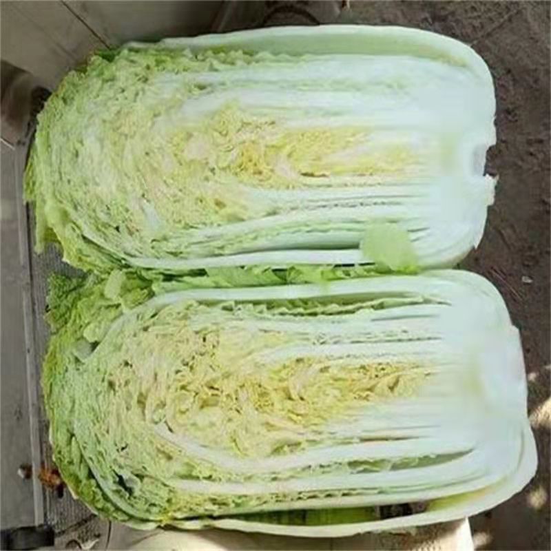 东北露天霜打大白菜开锅烂包心大白菜