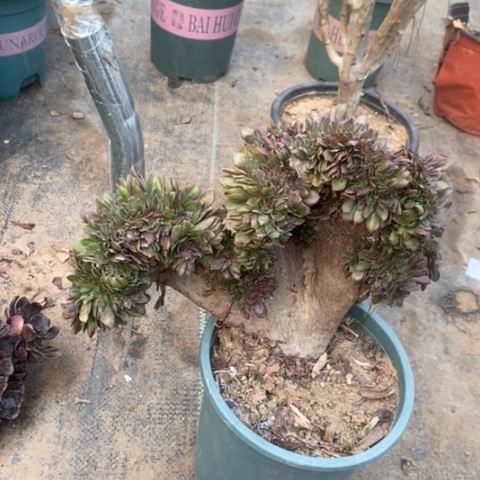 万缀多肉植物062