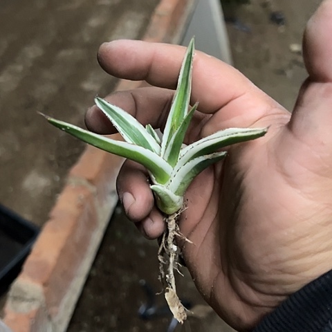 冰山锦大大牙子植物