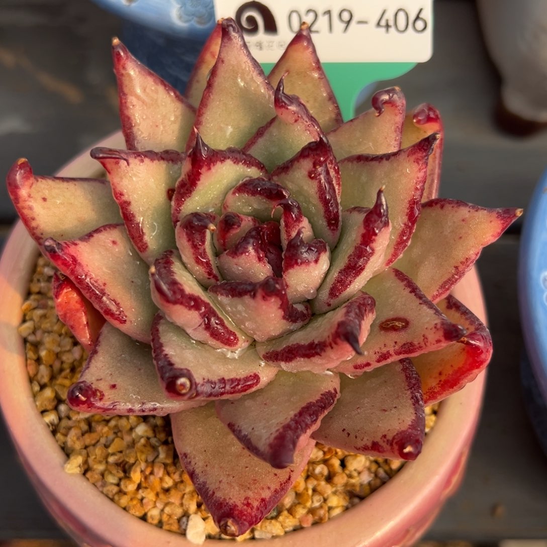 从前慢多肉精选编号0219.406