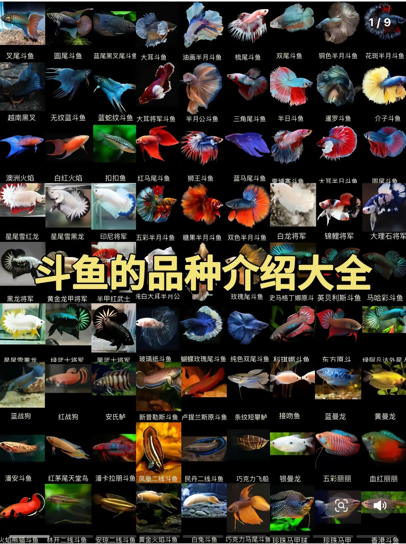 将军斗鱼精品公鱼适合新手的观赏冷水鱼福袋鱼随机