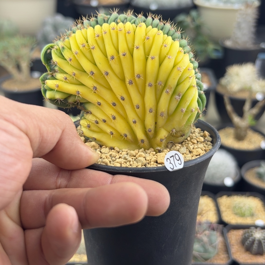 多闻柱缀化锦一物一拍379