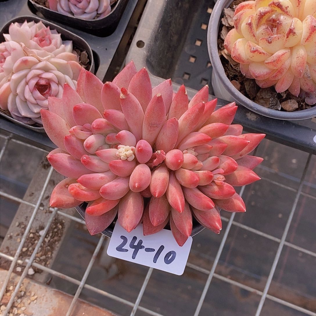 24-10-大双头车厘子一颗 一物一拍