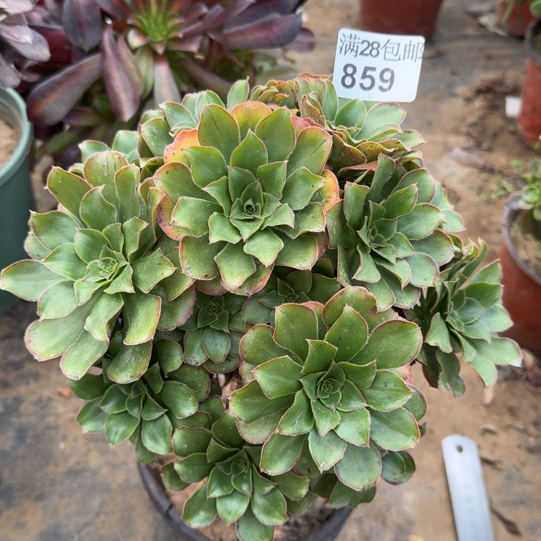 绿玫瑰多肉瑕疵859满28包邮断枝不包