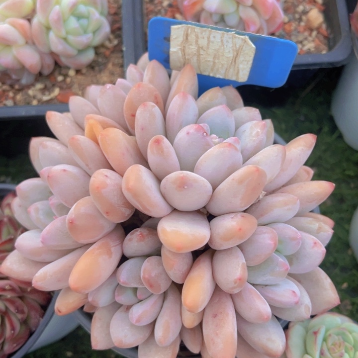 健健康康平平安安