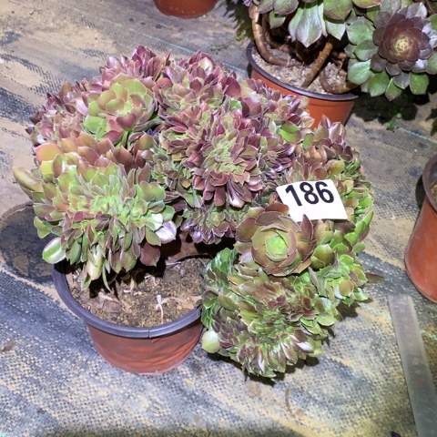 玫瑰缀多肉植物法师不包损