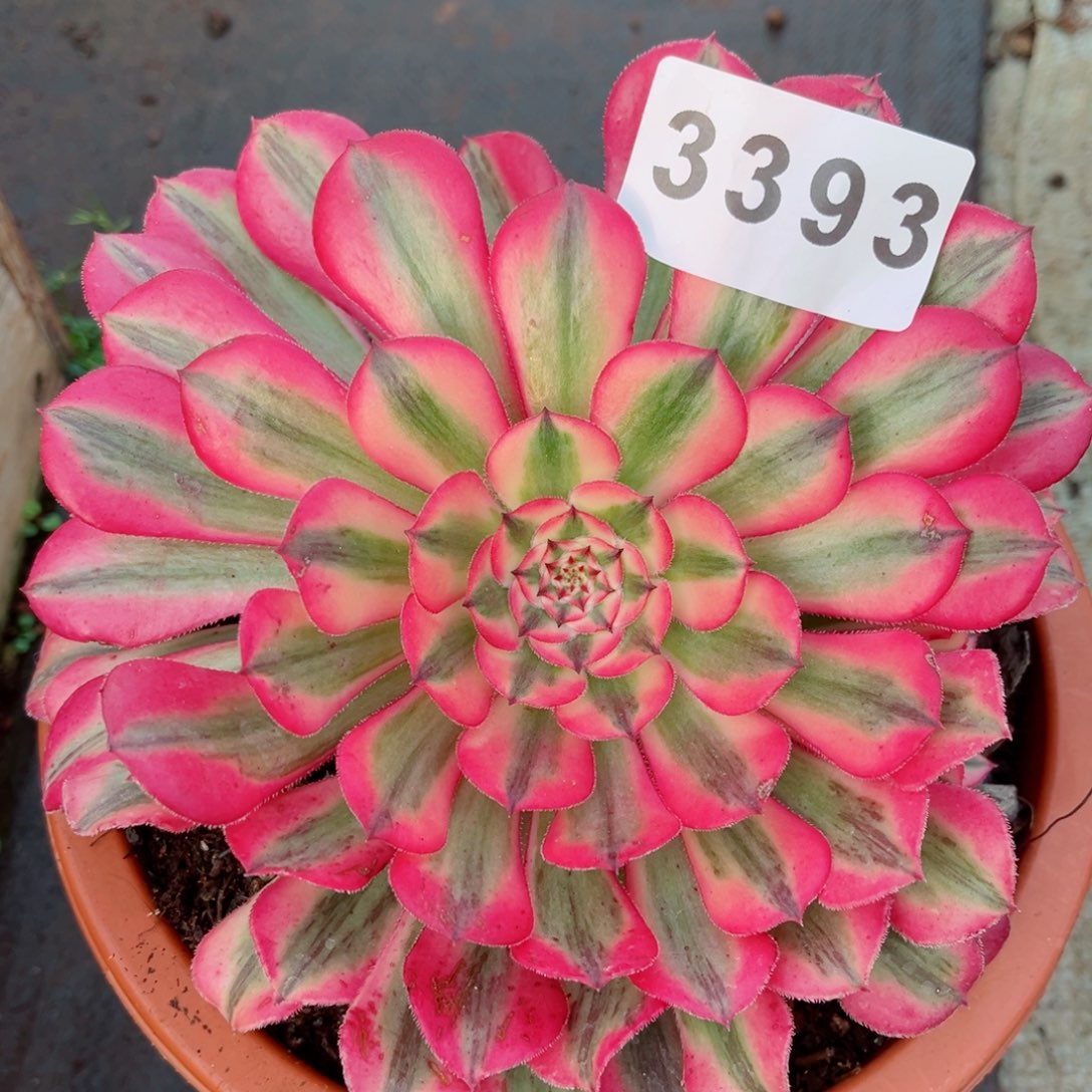 粉红爆多肉发货发货