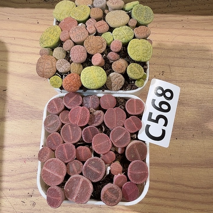 568拼盆拼盆带盆土拼盆带盆土