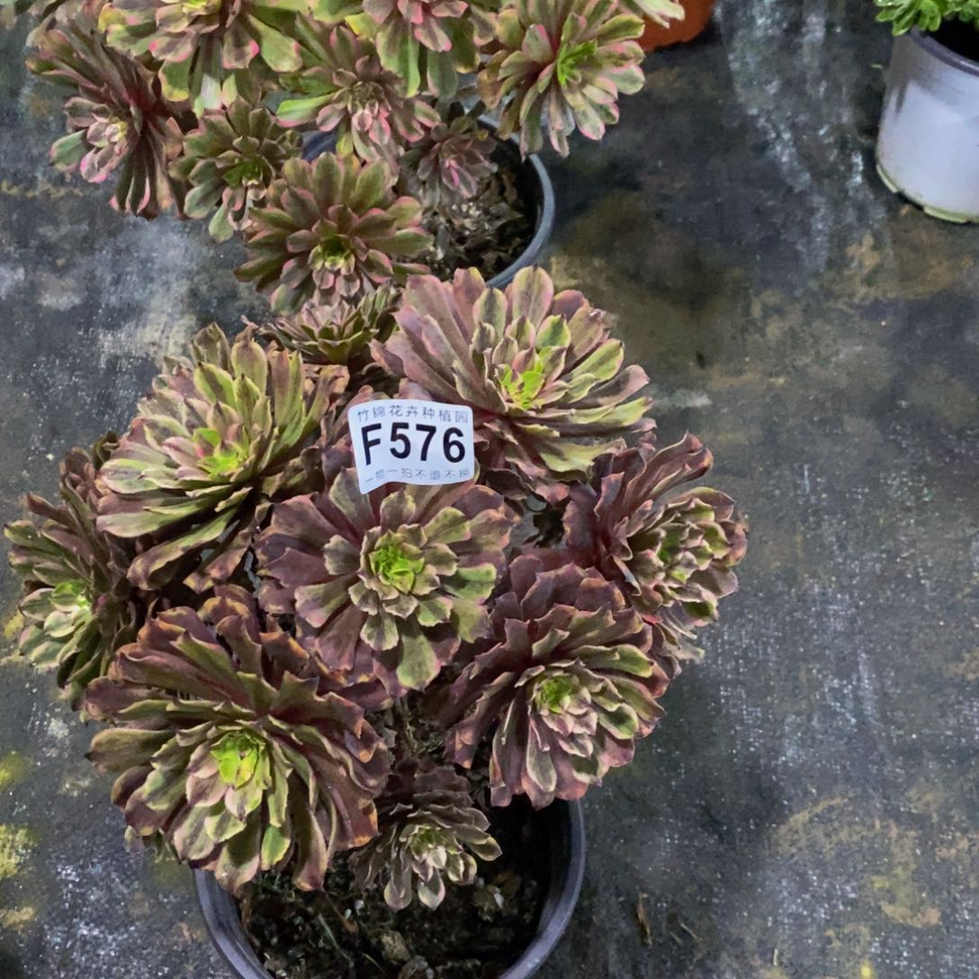 无*草576粉黛花脸一棵