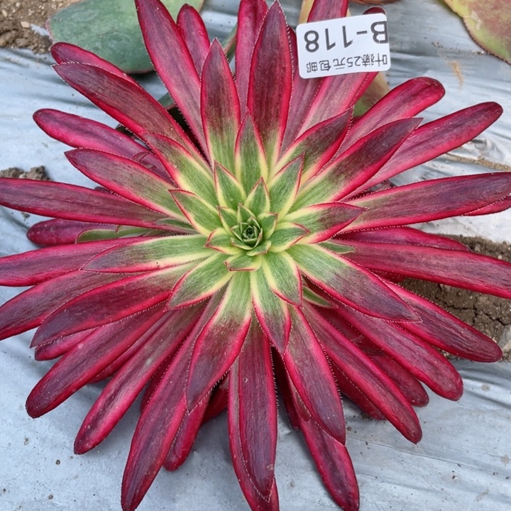 118朱雀多肉12345678