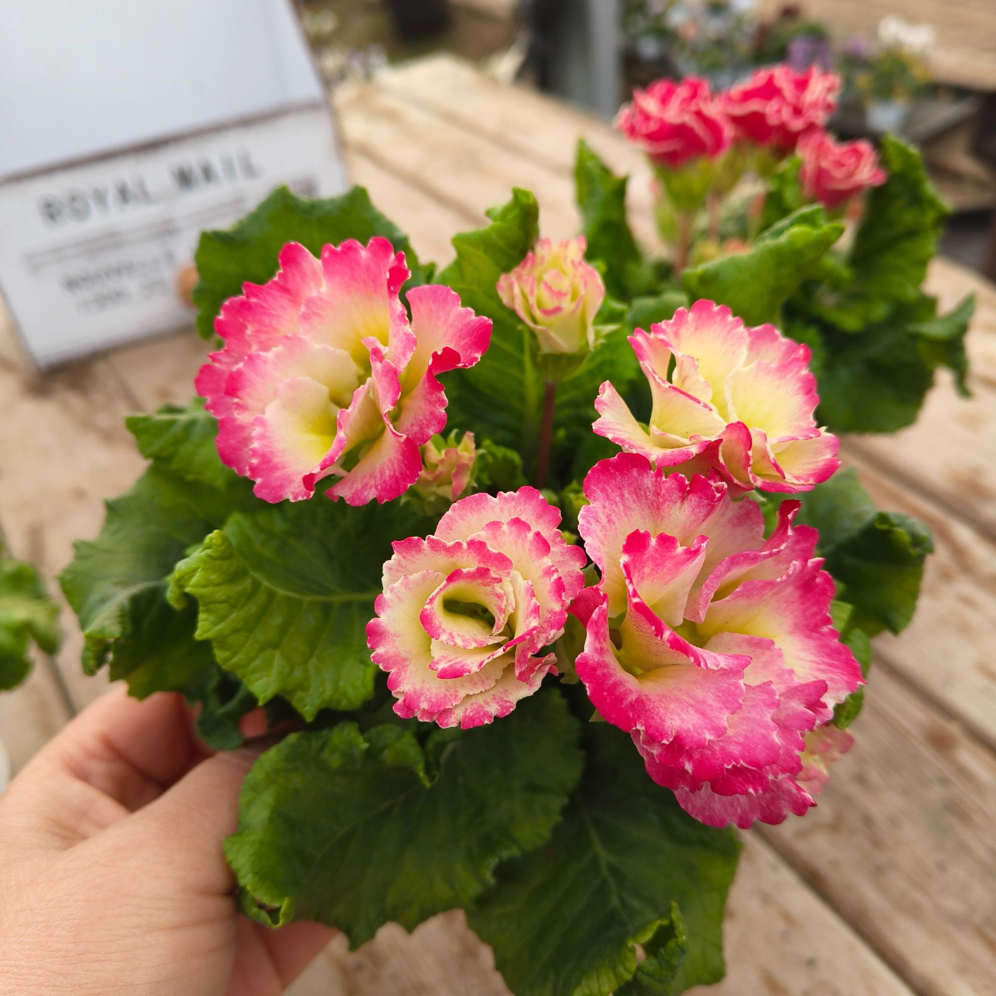 报春花盆栽耐寒好养活适合阳台年宵花卉