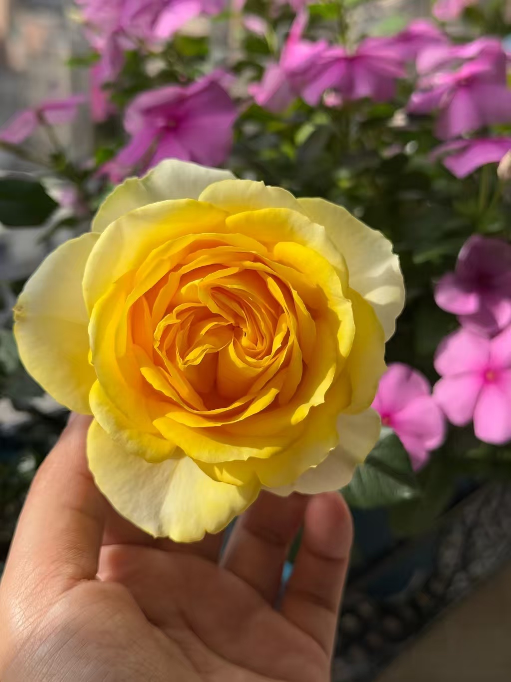 巴比伦月季花盆栽带花苞多季开花适合阳台室外种植