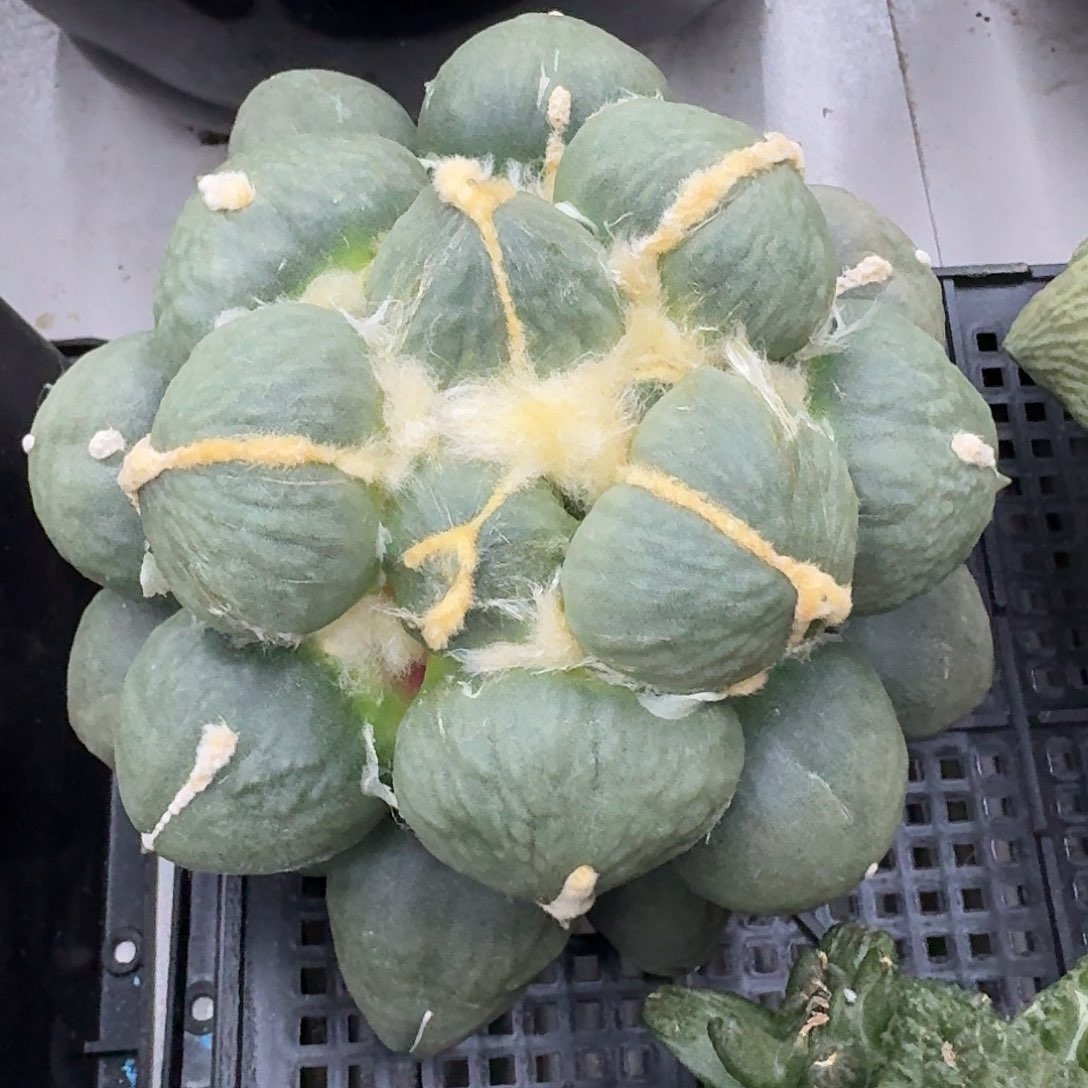 蛋尤葡萄尤牡丹带中筋，暂未开根