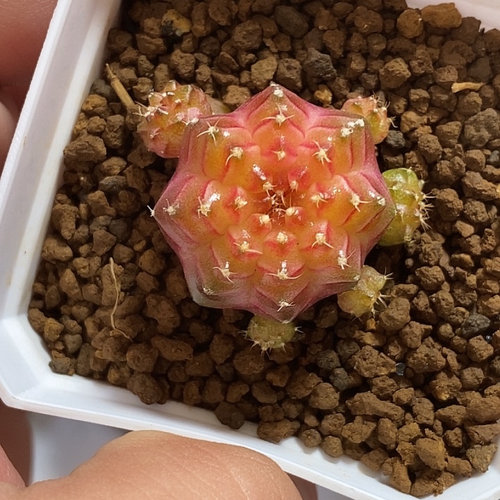 泰系轮回—带盆土发货30