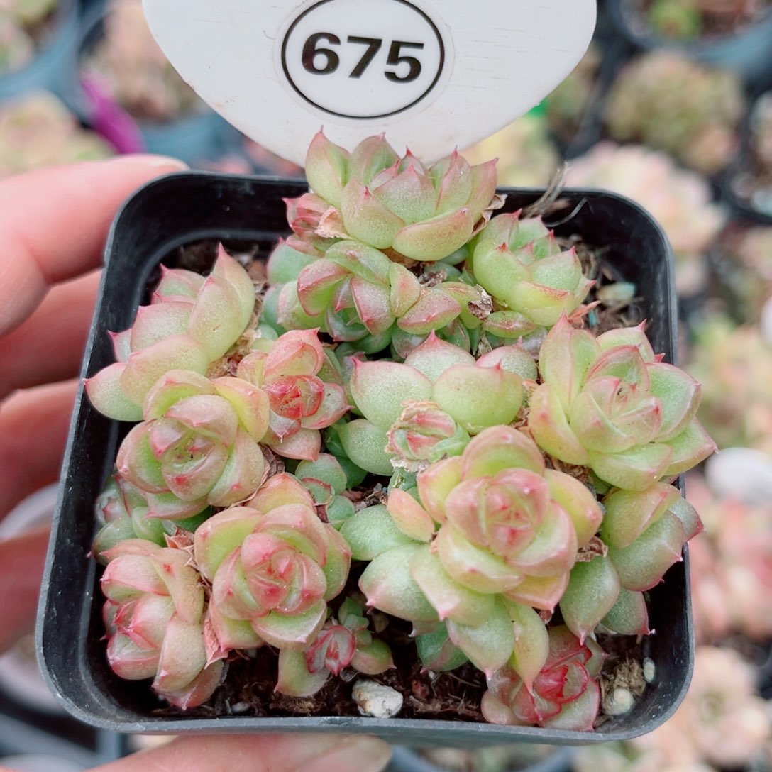 675号小老桩新品珍妮群