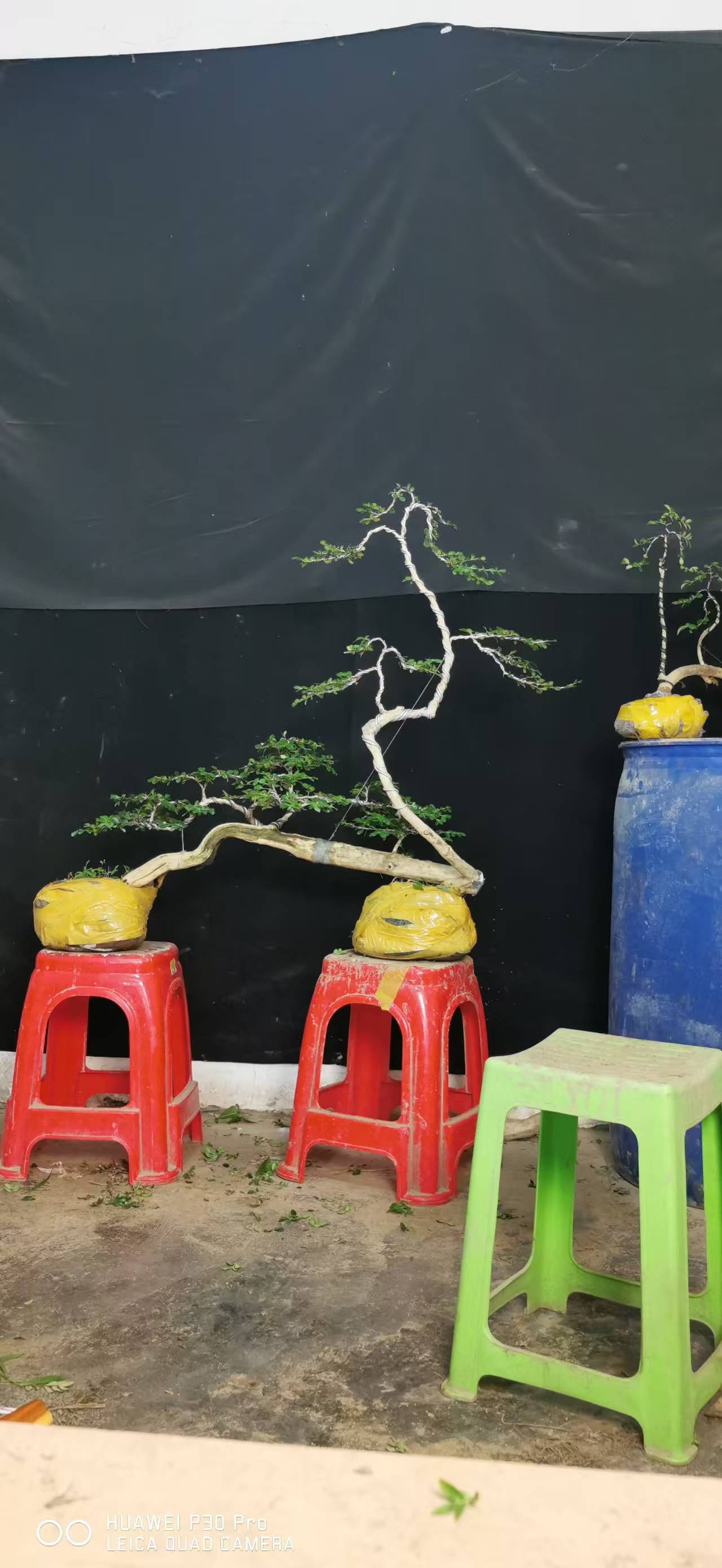 湖北恩施高山白皮瓜子黄杨