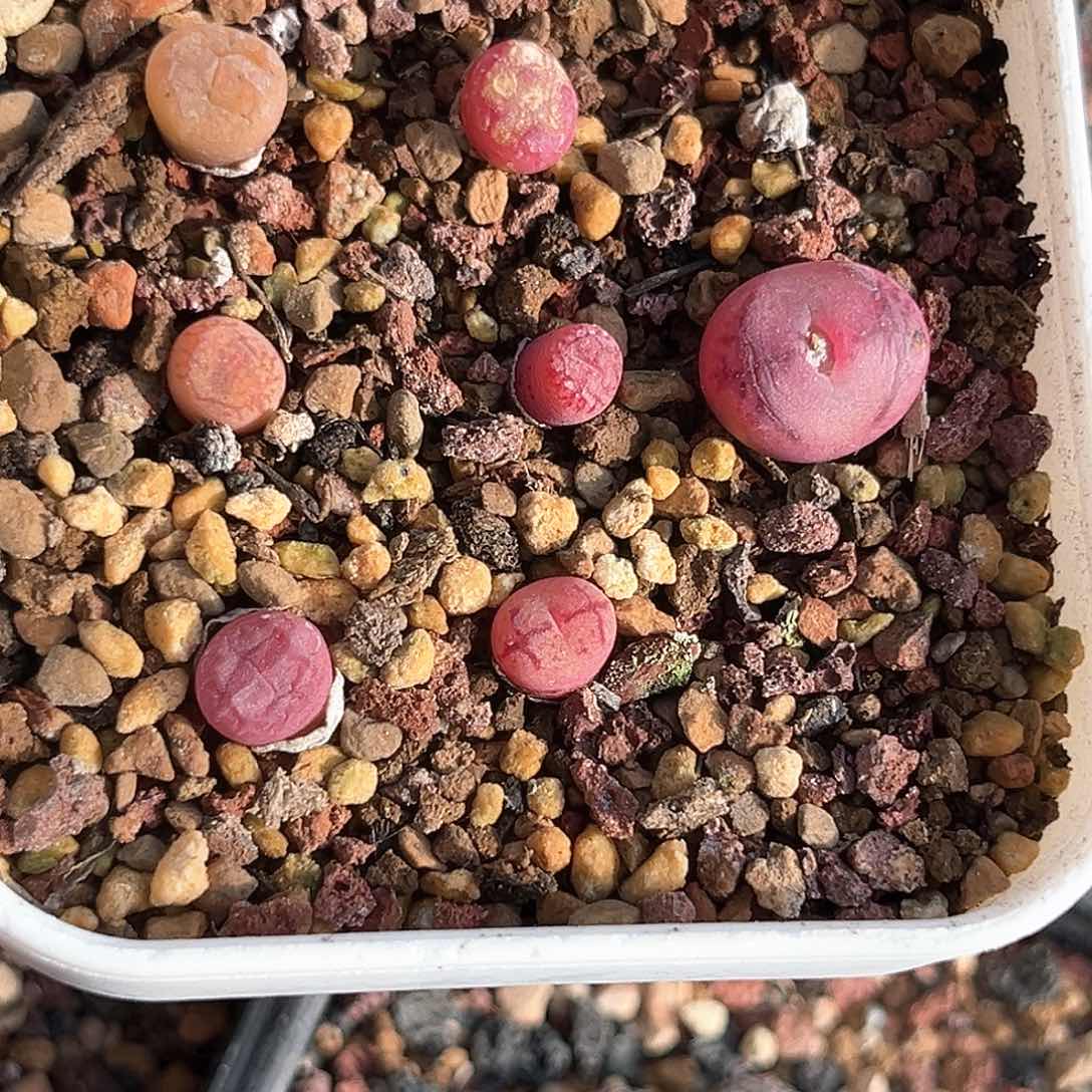 翠光肉锥满58包邮