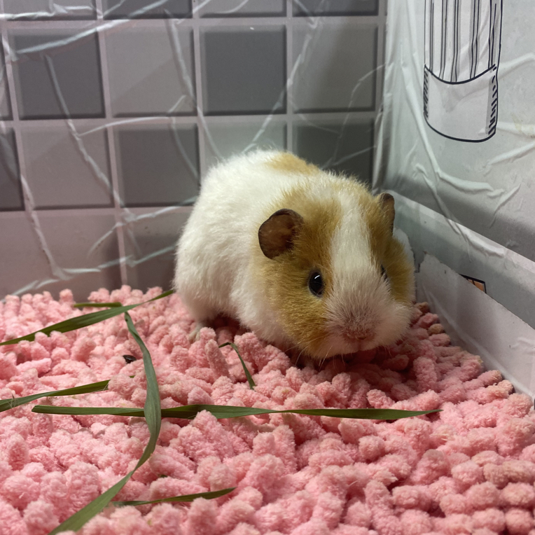 荷兰猪 奶黄色 加州 妹妹微翘毛