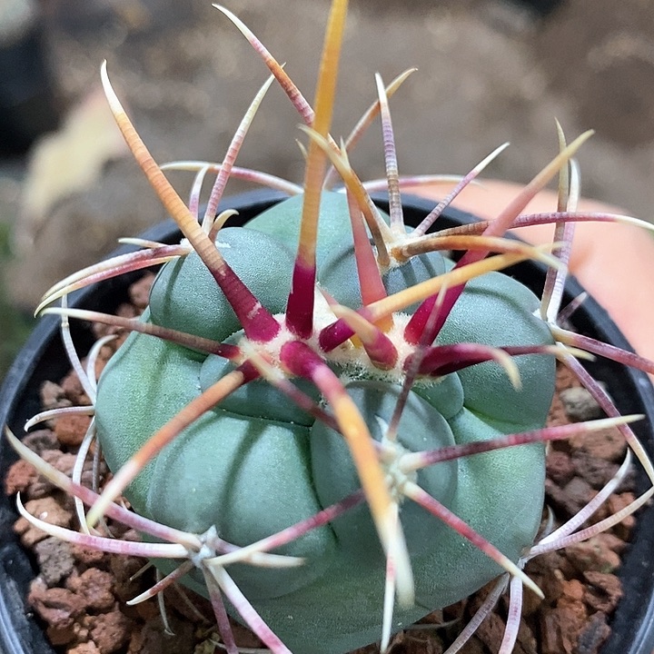 孤品实生优选狂刺高木绯冠龙4.5cm