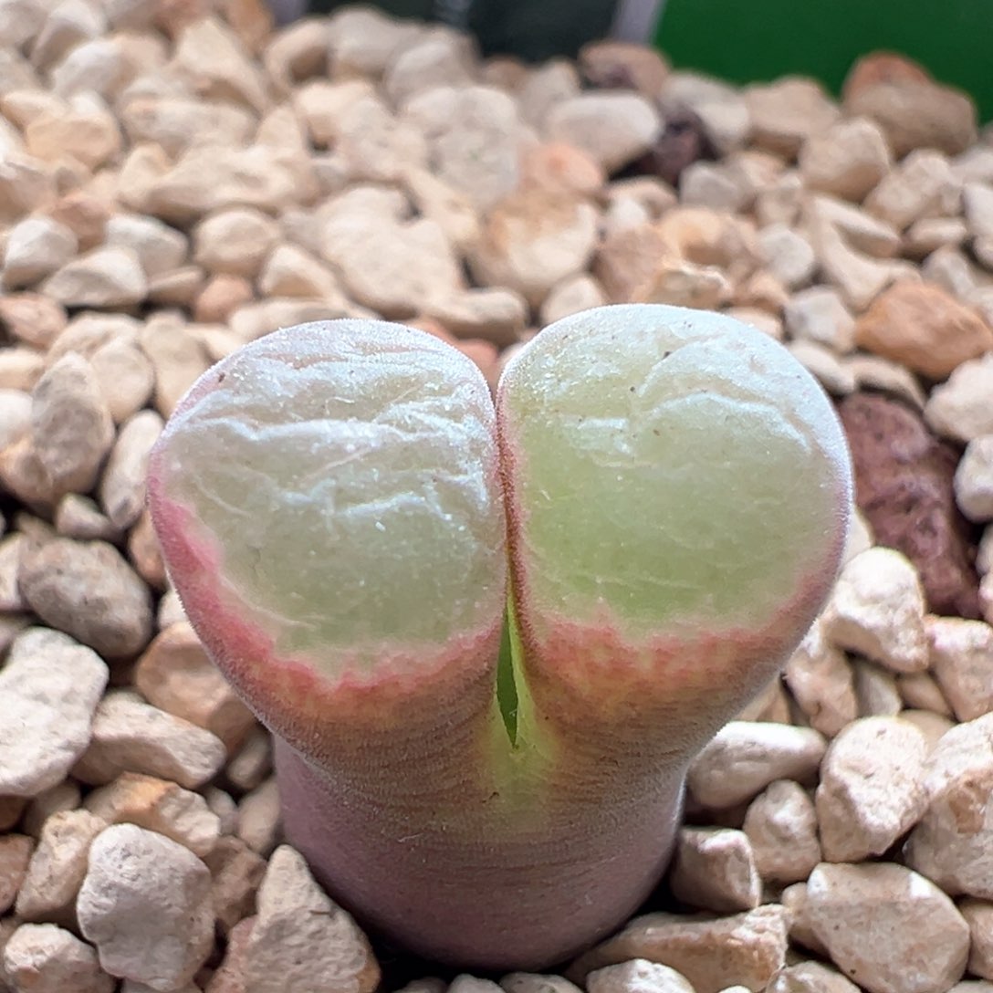 801。1797.93特粉斑马风铃