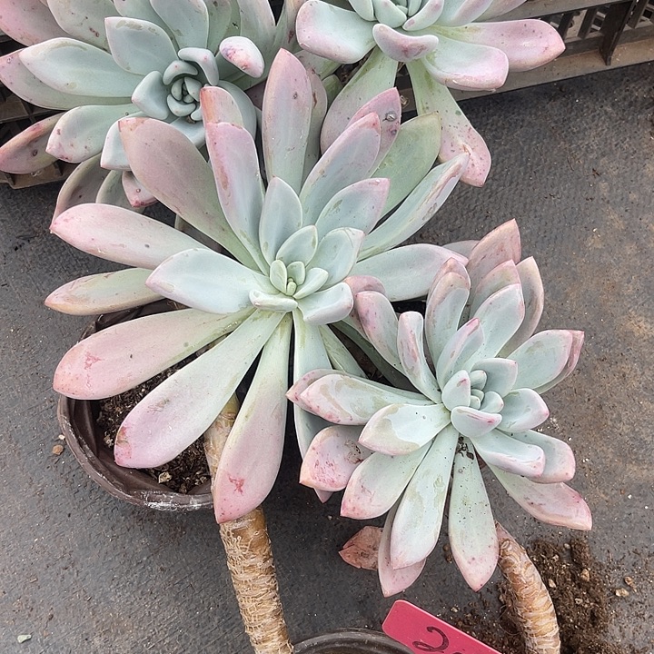 两单包邮，一物一拍209奥普4颗