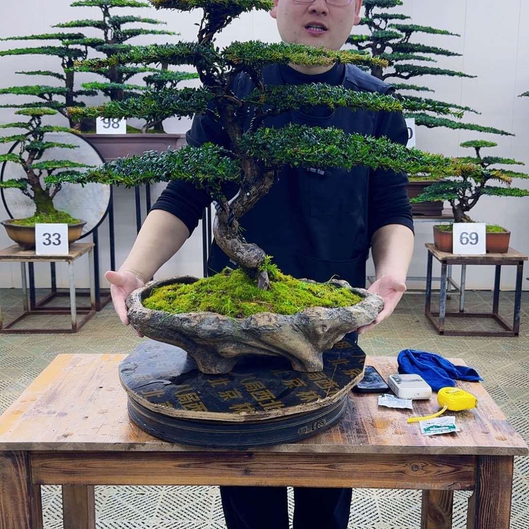 无花朵珍珠红芽罗汉松造型盆景