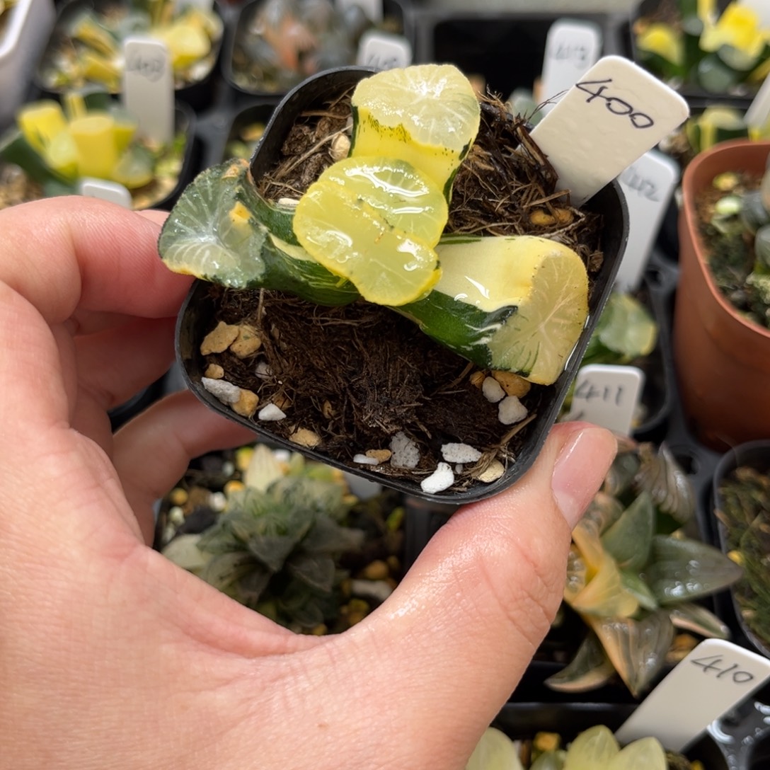 400玉龙万象锦一物一拍