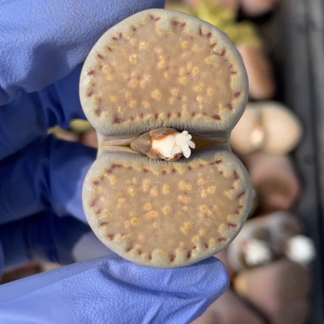 非偏远满20包邮409