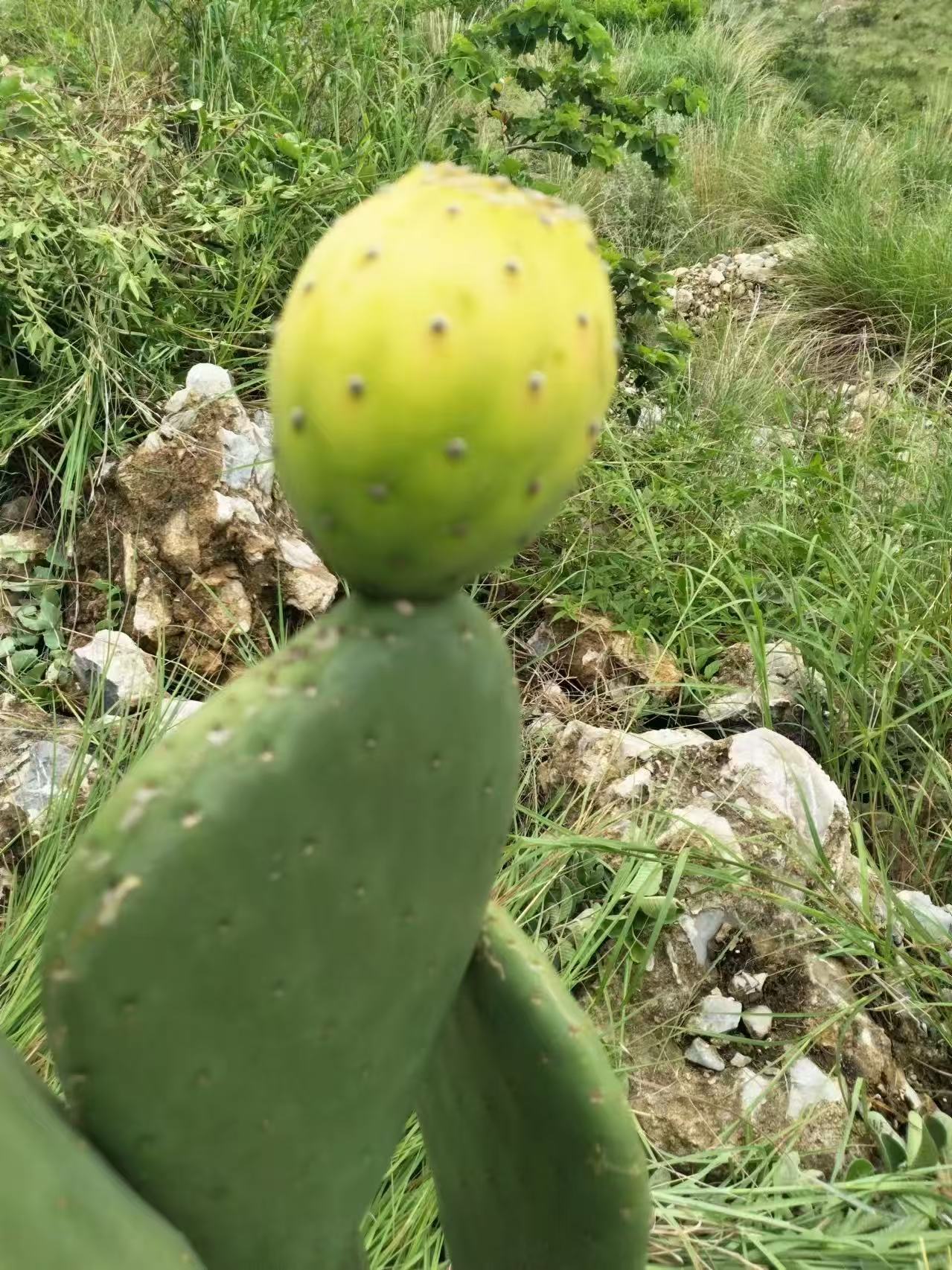 云南【冰淇淋】仙人掌食用白果苗种植片