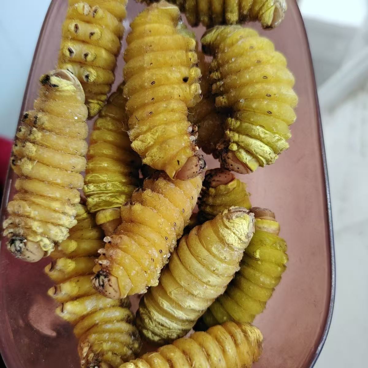 冷冻柞蚕东北特产茧里蚕新鲜冷冻包邮