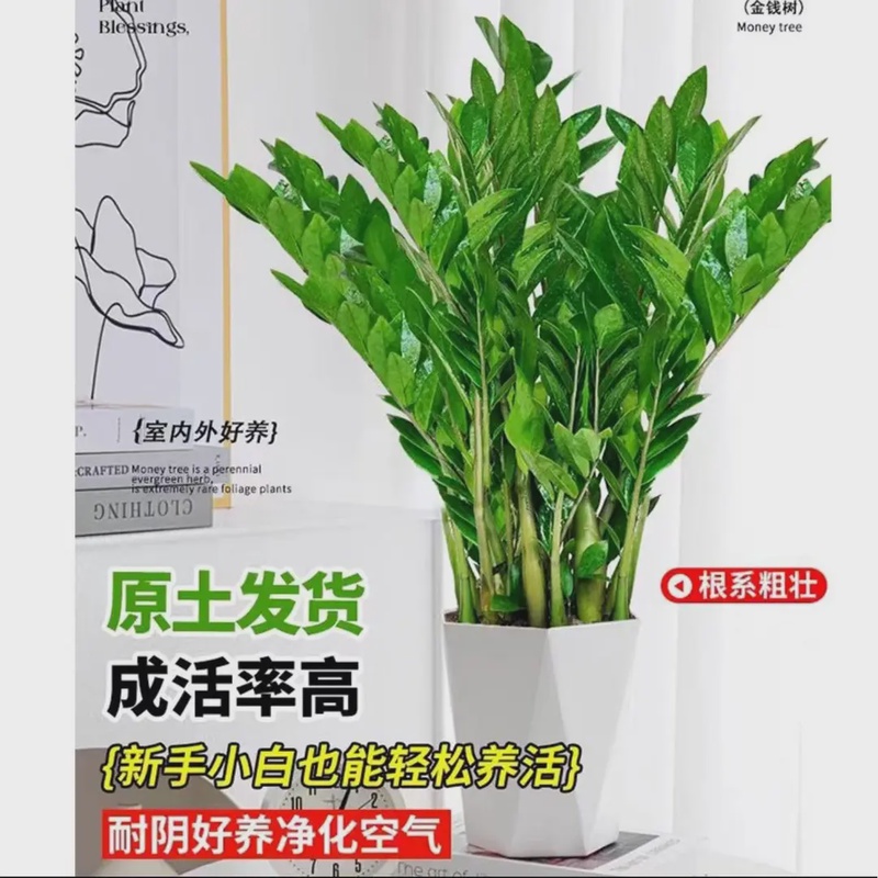 70-80cm金钱树室内客厅四季常青观叶盆栽