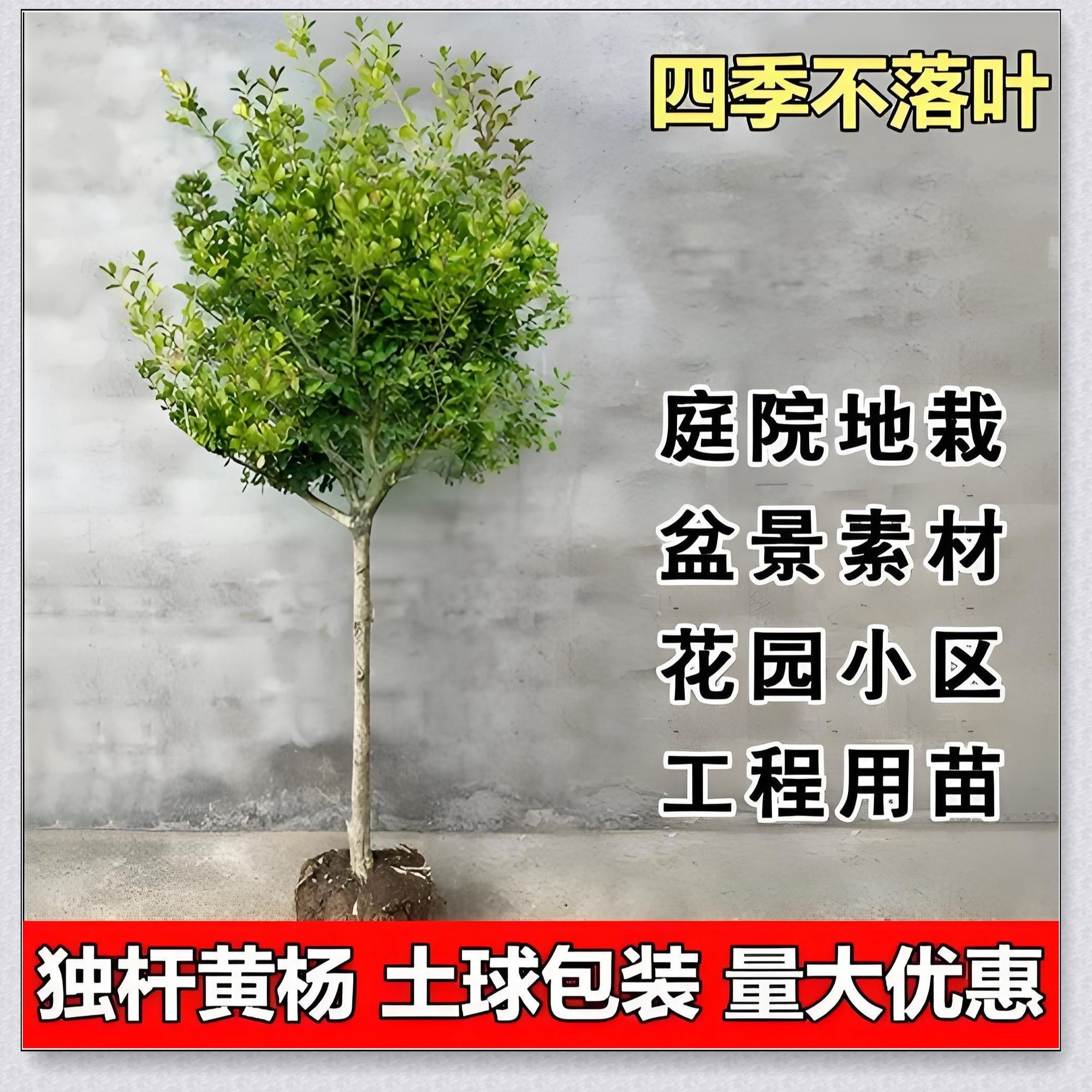 独杆瓜子黄杨球棒棒糖造型四季常青庭院别墅小区耐旱耐寒绿光苗