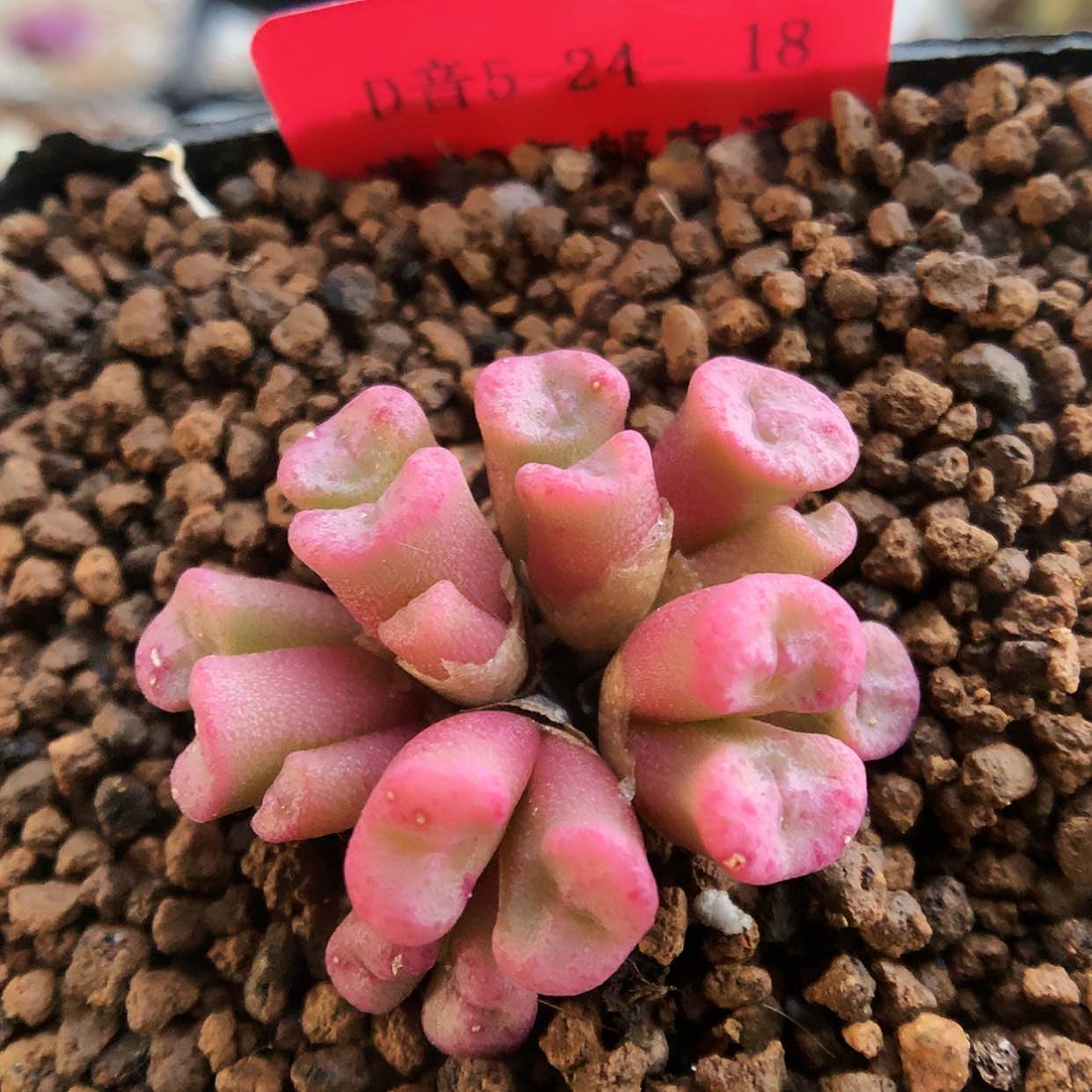 【闪购商品】5-24-18 艾尔玛一群