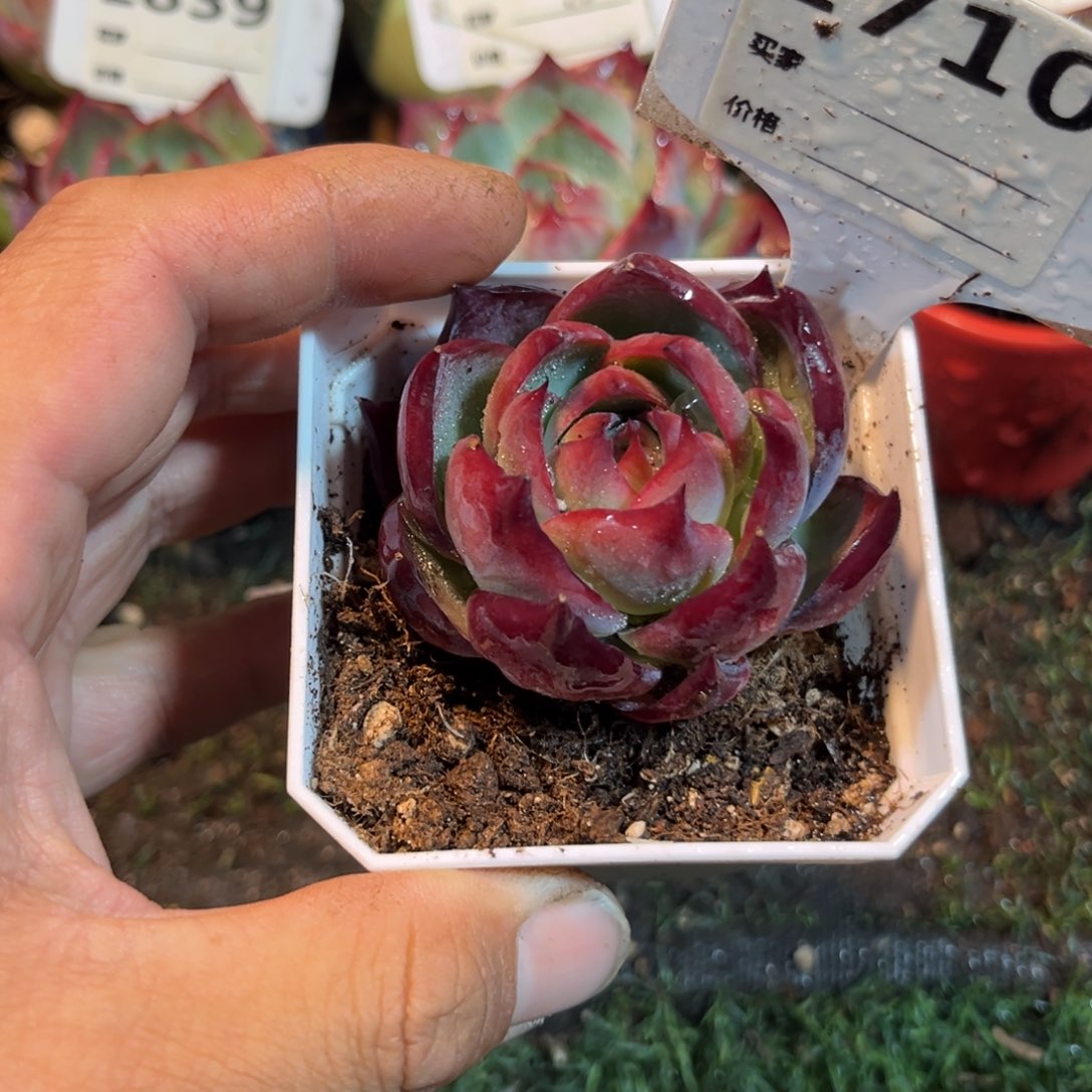 惊鸿一瞥710号多肉