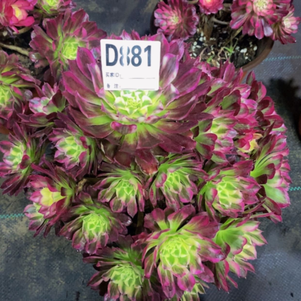 【闪购商品】美杜莎881