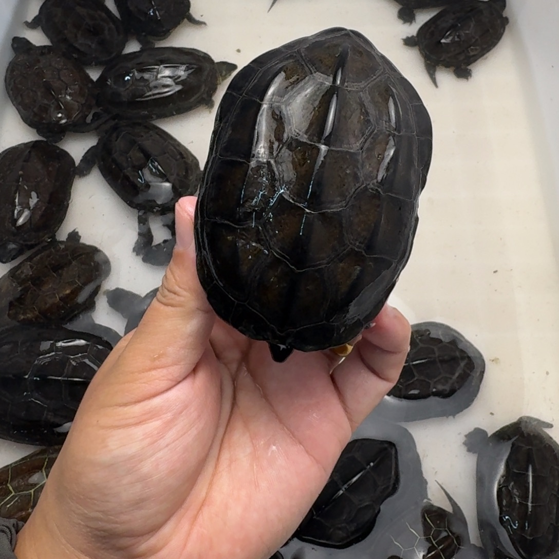 绿毛龟公苏北小墨龟