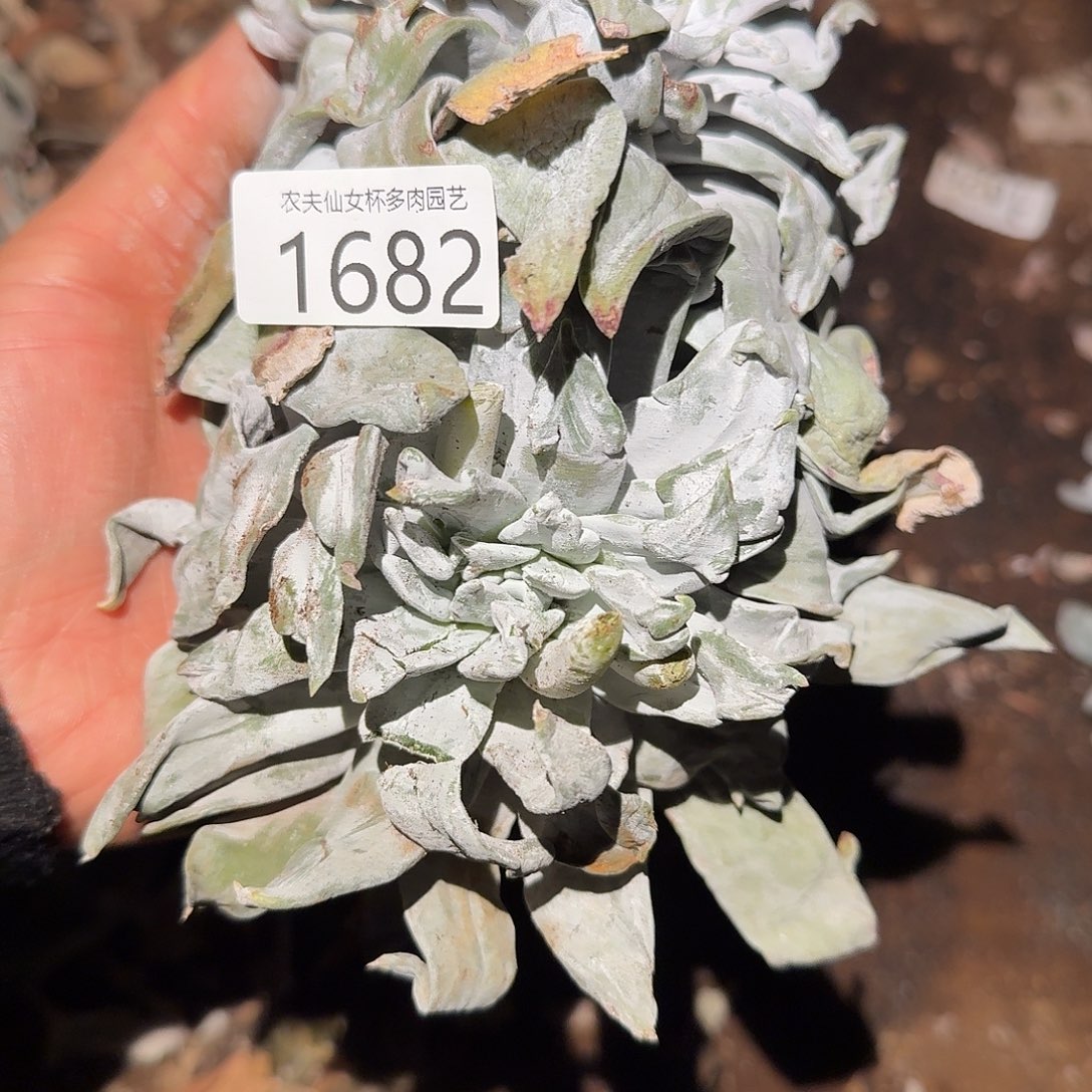 3代杂交仙女杯多肉福利处理瑕疵