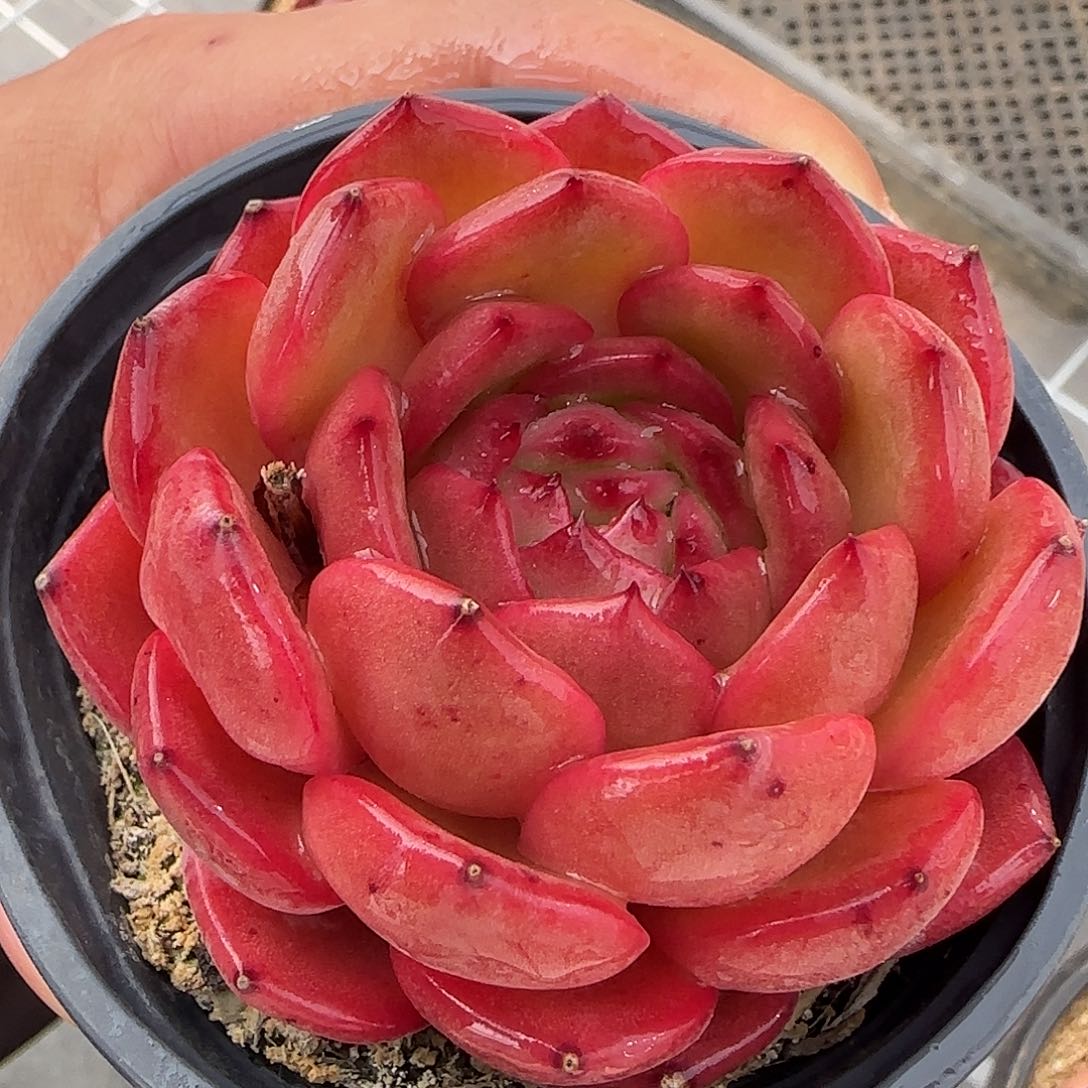 从前慢花园精选劳拉