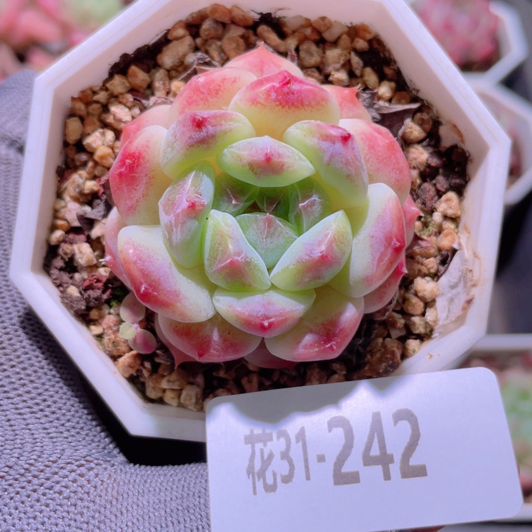 花利美31-242秘境冰魄